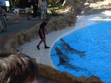 bonjour des dauphins